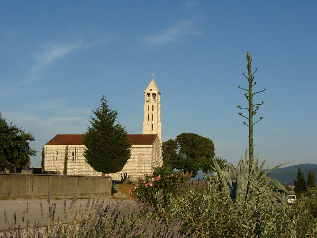 Agava (3)